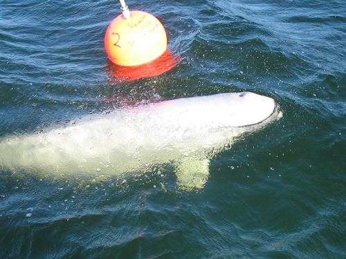 Beluga