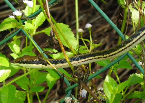 Painted Bronzeback