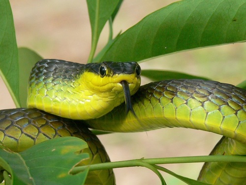 Common Tree Snake