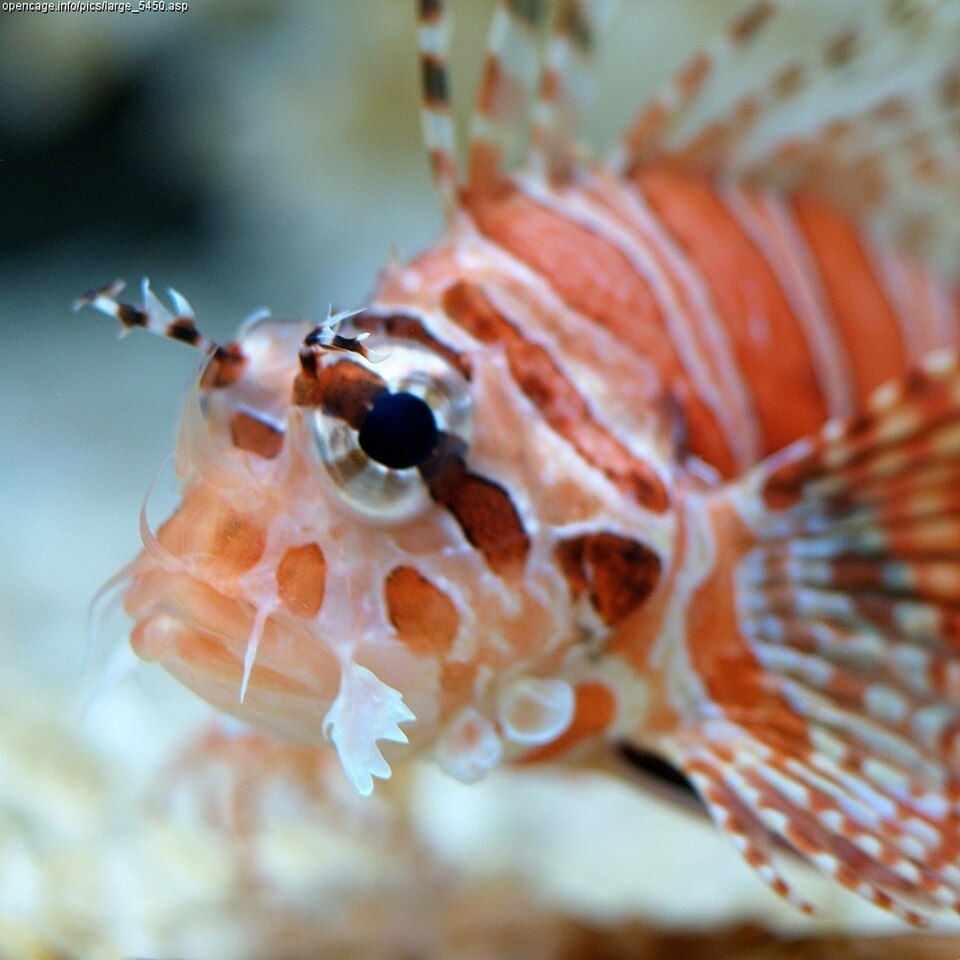 Zebra Lionfish