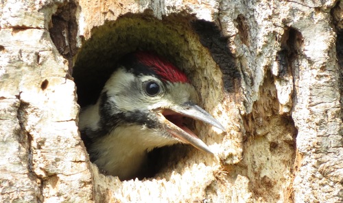 Great Spotted Woodpecker