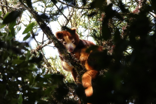 Huon Tree Kangaroo