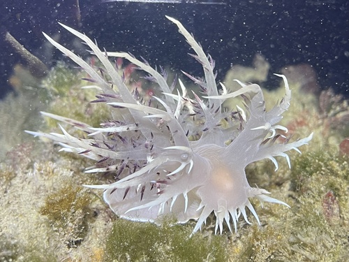 Giant Nudibranch
