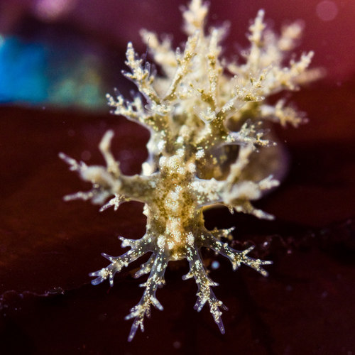 Branched Dendronotid