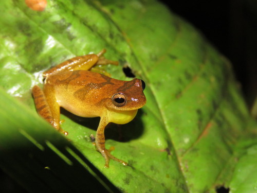 Lesser Tree Frog