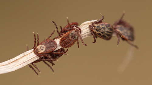 Ornate Cow Tick