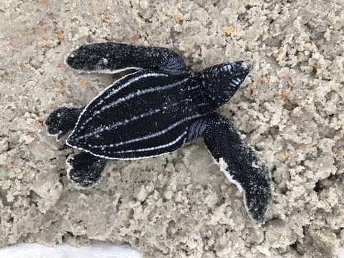 Leatherback Sea Turtle