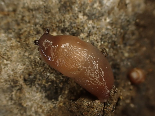 Chestnut Slug