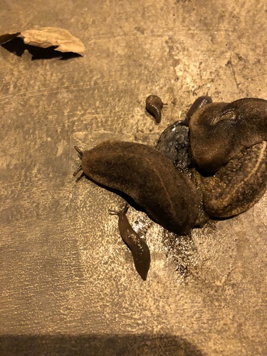 Meadow Slug