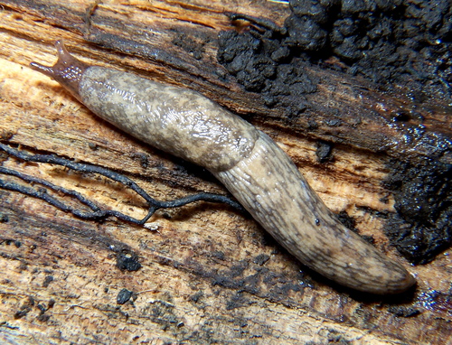 Milky Slug