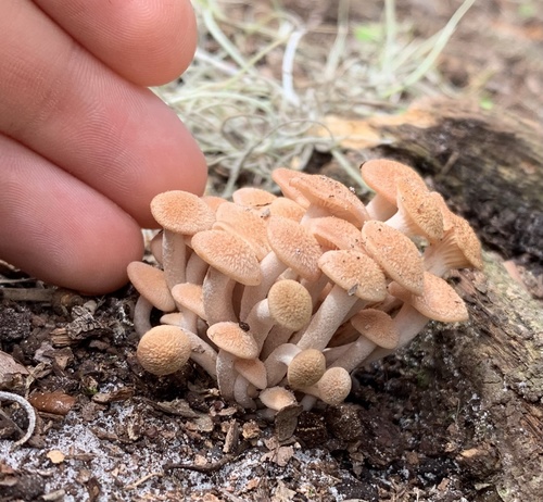 Ringless Honey Mushroom