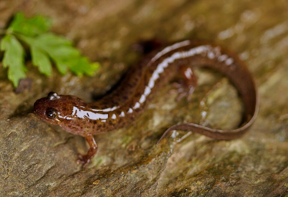 Seal Salamander