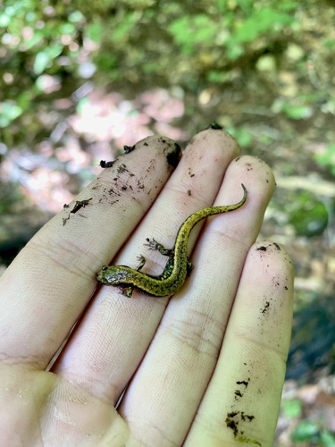 Allegheny Mountain Dusky Salamander