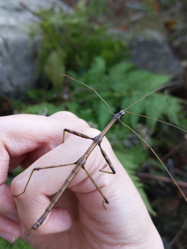 Northern Walkingstick