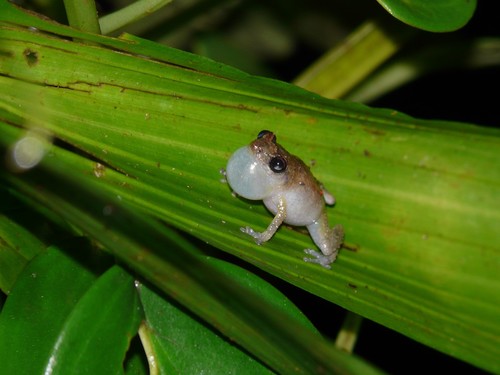 Tink Frog
