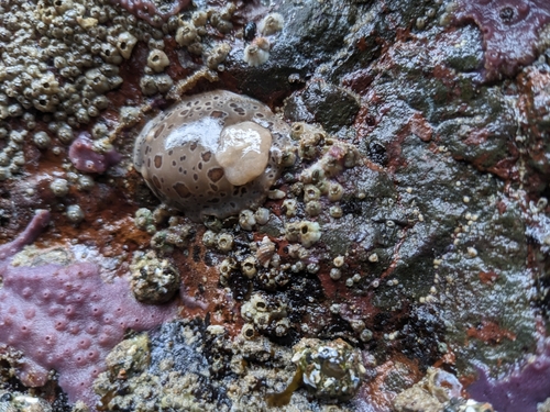 Northern Leopard Dorid