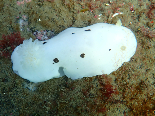 San Diego Dorid