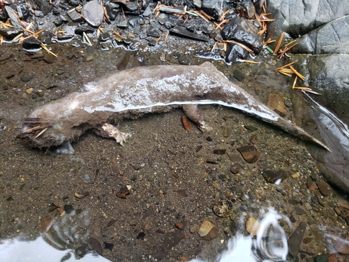Pacific Giant Salamander