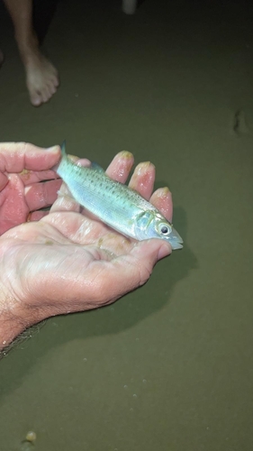 European Seabass