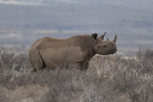 Black Rhinoceros