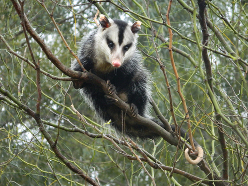 White-eared Opossum