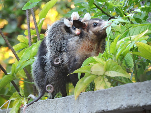 Big-eared Opossum