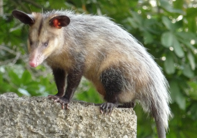Southern Opossum