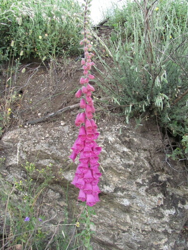 Purple foxglove