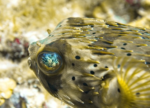 Longspined Porcupinefish