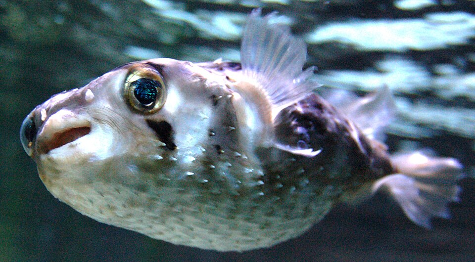 Globefish