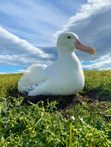 Snowy Albatross