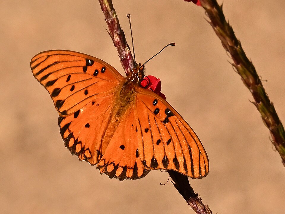 Gulf Fritillary