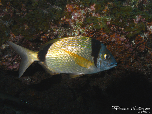 Common Two-banded Seabream