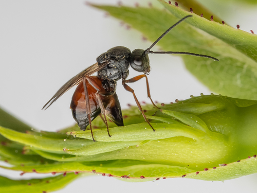 Mossy Rose Gall Wasp