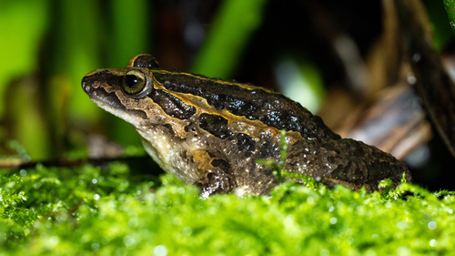 Iberian Painted Frog