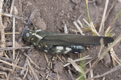 Carolina Grasshopper
