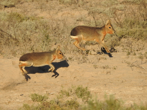 Patagonian Mara