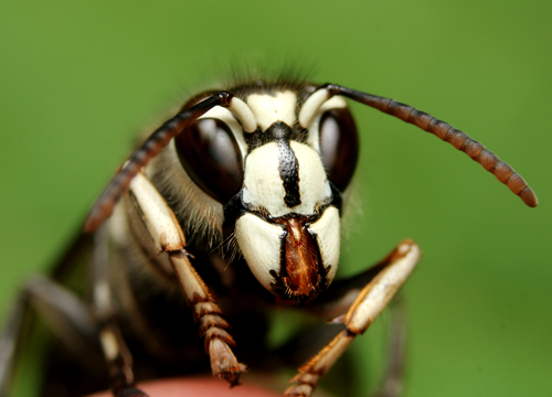 Bald-faced Hornet