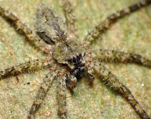 White-banded Fishing Spider