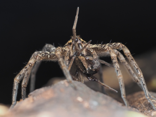 New Zealand Nursery Web Spider
