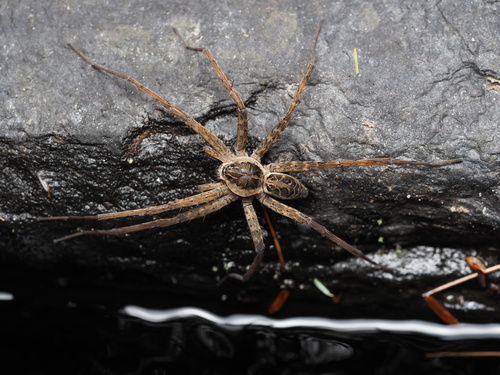 Striped Fishing Spider
