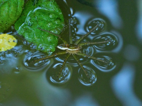 Six-spotted Fishing Spider