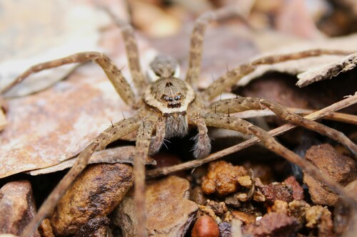 Banded Fishing Spider