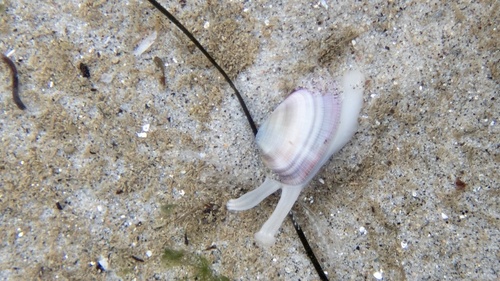 Gould Beanclam