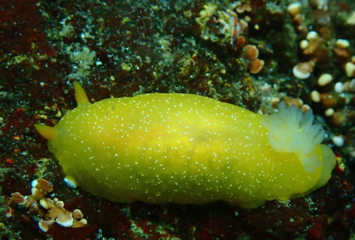 White-spotted Sea Goddess