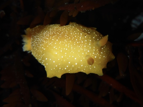 White-speckled Dorid
