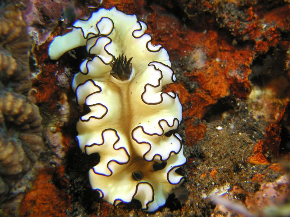 Black-margined Nudibranch