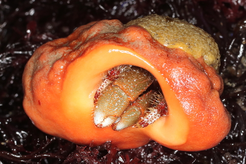 Monterey Dorid