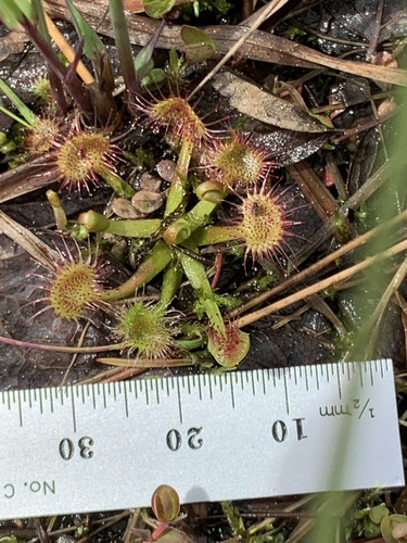 Round-leaved sundew