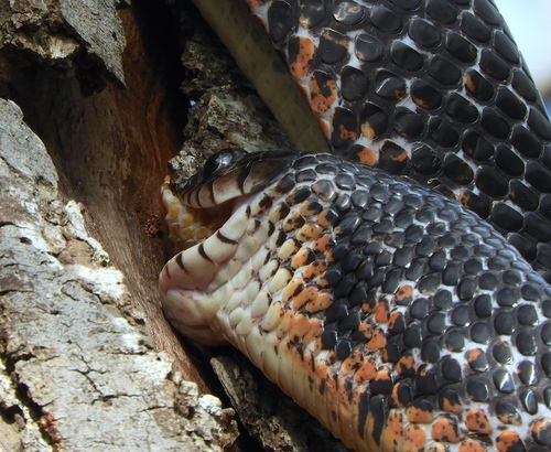 Central American Indigo Snake